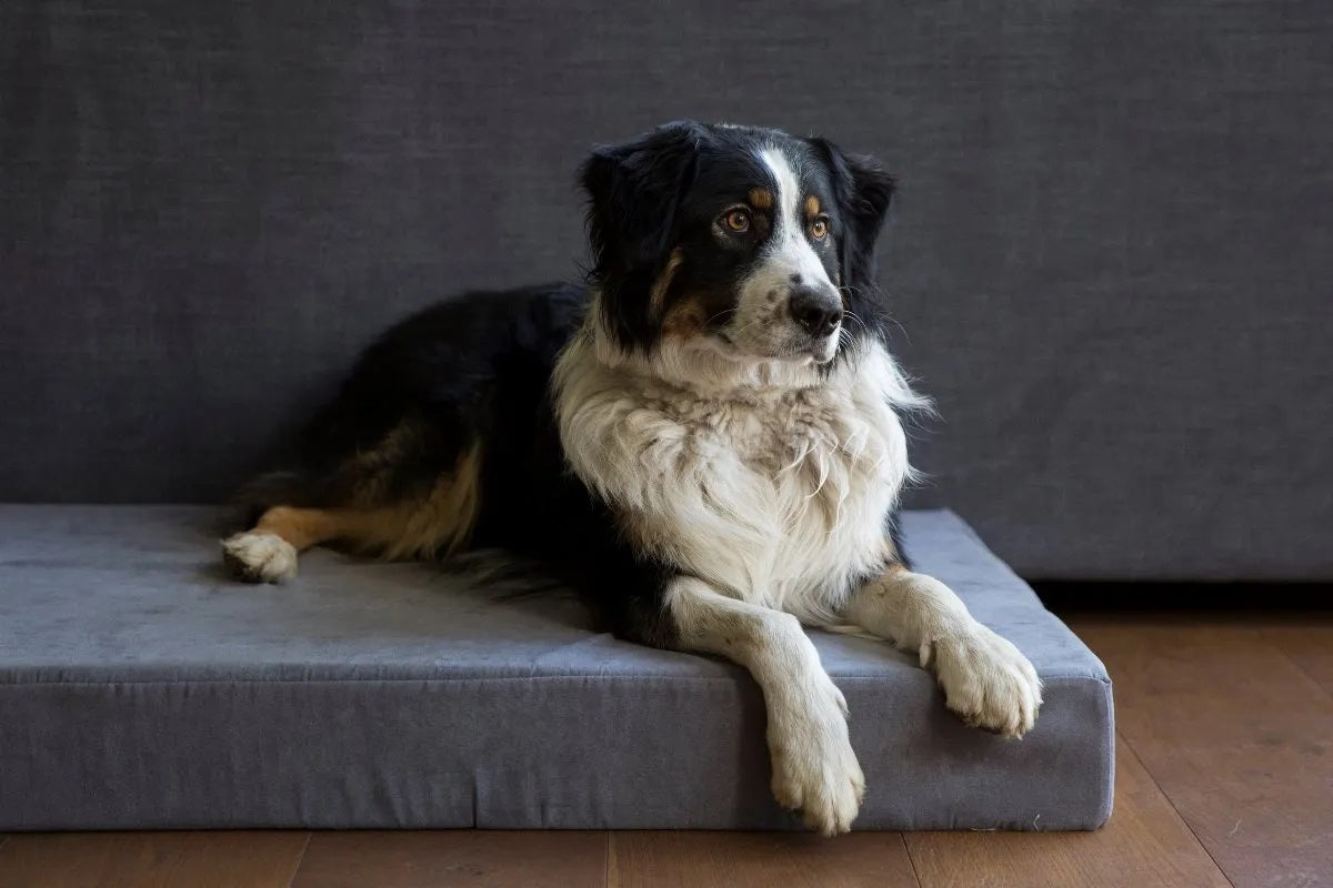 Cama Para Perro Grande Impermeable Resistente 100x90x10